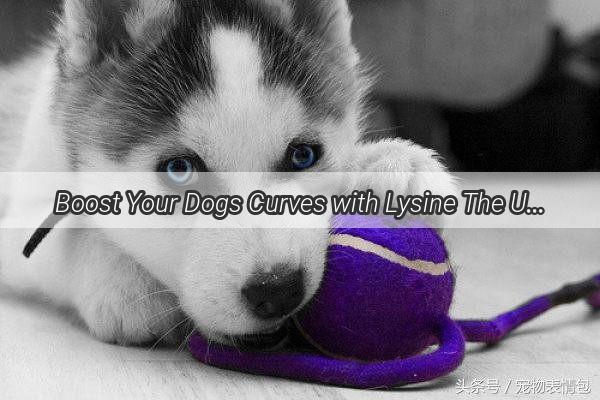 Boost Your Dogs Curves with Lysine The Ultimate Weight Gainer Formula for Pups